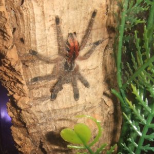 Avicularia sp. Peru purple - Chimu