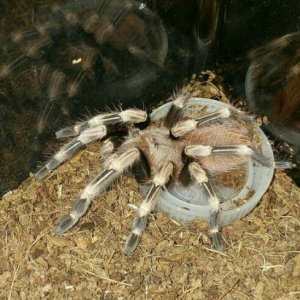 N.chromatus molted