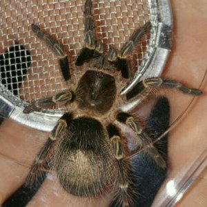 G.pulchripes