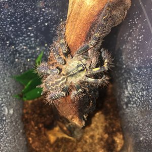 P ornata "Hissy"