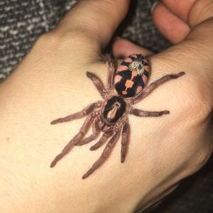 H sp colombia large "Pumpkin"