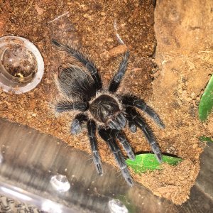 B albopilosum "Sue"