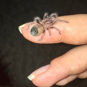 B hamorii (smithi) "Shani"