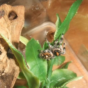 Phidippus regius - Tampa