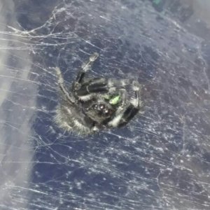 Phidippus  audax