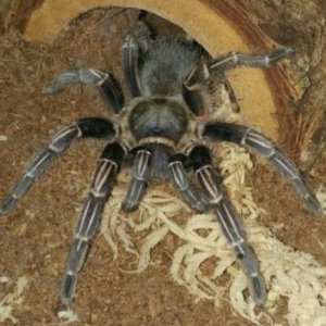 A.seemanni