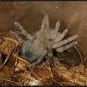 Eu sp red. Finally a molt!!!