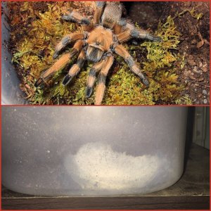 Aphonopelma moderatum