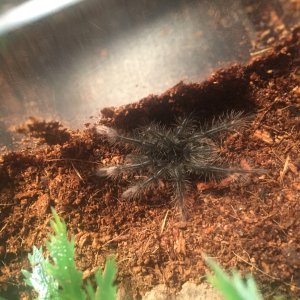 Theraphosa stirmi