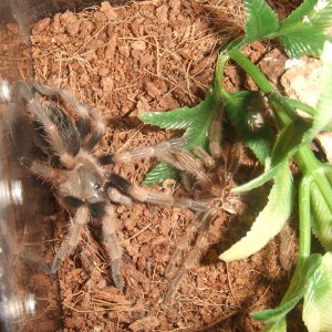 Brachypelma hamorii (smithi) - Nevado