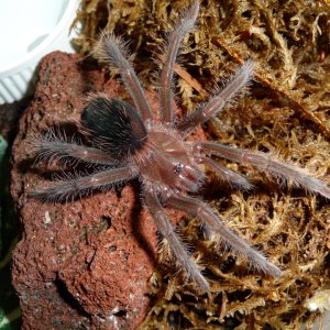 Xenesthis intermedia 4i; 2.5" DLS; molt date 6-26-17