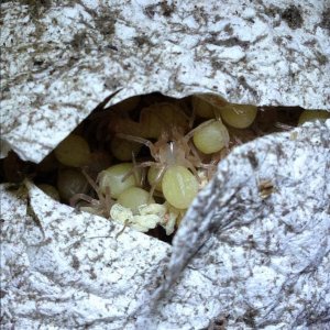 Cutting Open Brachypelma vagans Sac