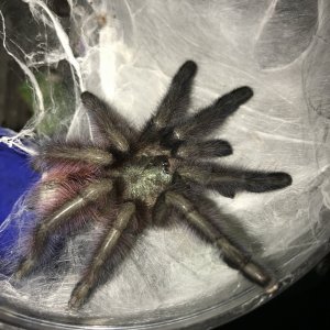 Avic versi post molt