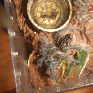 Brachypelma albopilosum Nicaragua - Nicarao