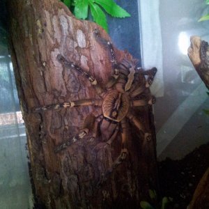 Kimbissa...... AF P ornata