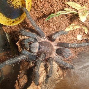 Phormictopus sp. full green - Guaba