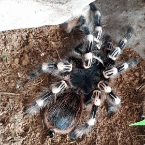 A. geniculata  (Genie)