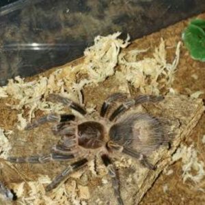 G.pulchripes feeding.