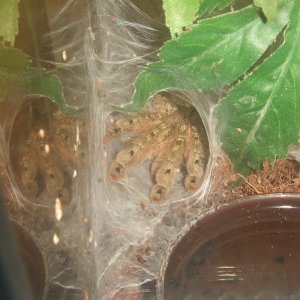 Stromatopelma calceatum - Peanut