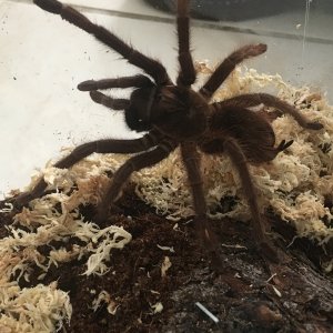 P. Cancerides Adult Female