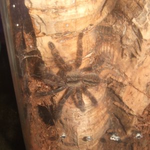 Poecilotheria ornata - Lanka