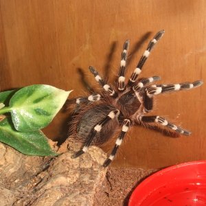 Acanthoscurria geniculata - Rio