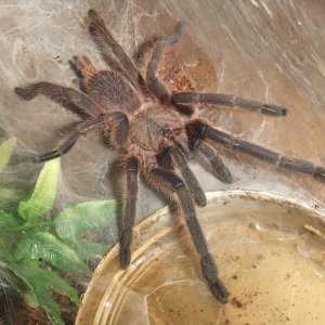 Chilobrachys sp. Kaeng Krachan - Tahm