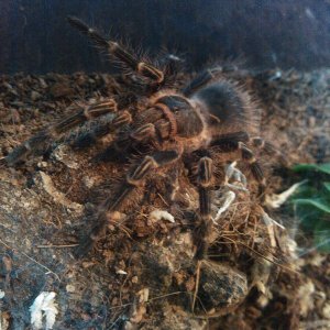 G.pulchripes.