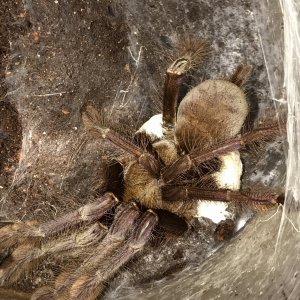 L violacepes mom with eggsac