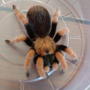 Penultimate male Aphonopelma bicoloratum