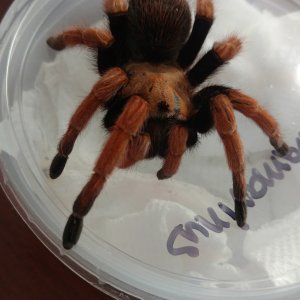 Mature female Aphonopelma bicoloratum