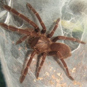 Thrigmopoeus truculentus - Ratta