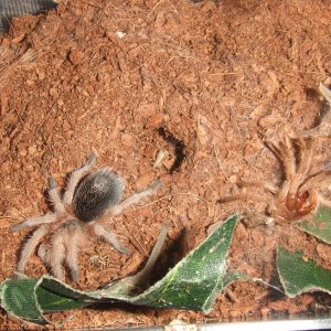 Grammostola rosea - Ember