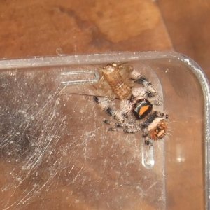 Phidippus regius - Tampa