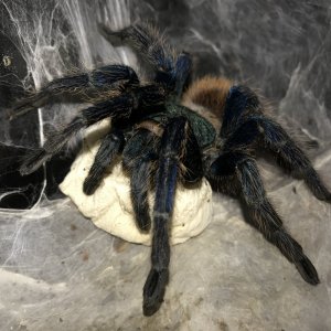 chromatopelma cyaneopubescens