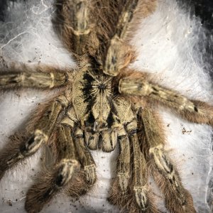 Stromatopelma calceatum sac