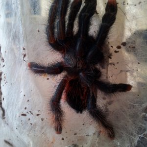 Cajana.......Avicularia Braunshauseni