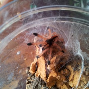 Tunja.........Avicularia metallica