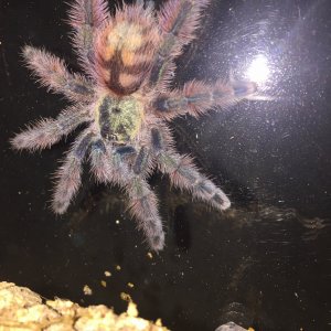 caribena versicolor