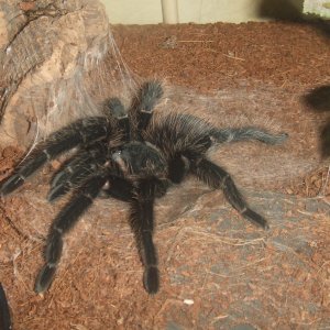 Lasiodora parahybana - Pip