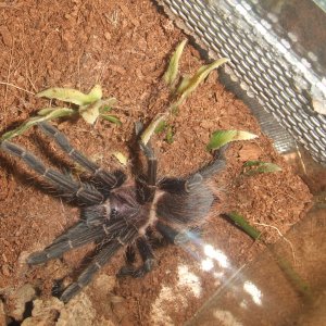 Phormictopus sp. full green - Guaba