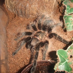 Brachypelma albopilosum - Coco