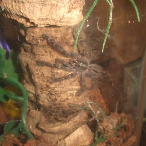 Poecilotheria rufilata - Neyyar