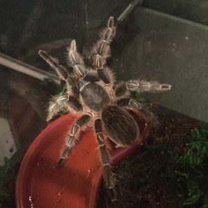 Aphonopelma seemanni