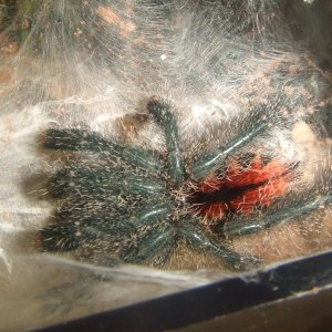 Avicularia sp. peru purple - Chimu