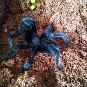 Jet...MM  Brachypelma Schroederi