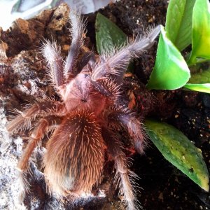 Shamrock.... Phormictopus sp Full Green