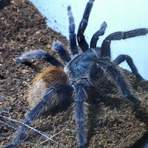 GBB