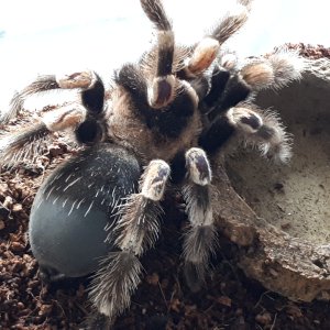 B. smithi