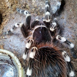 Angel Fingers... (F)  A geniculata